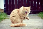 laughing cat.jpg