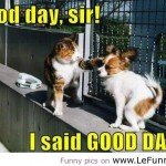 funny-animals-good-morning-8-150x150.jpg