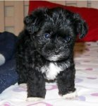 shorkie-puppies-black.jpg