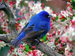 colorful-little-bird-animal-wallpapers-indigo-bunting-passerina-cyanea-nature-amazing-view-beaut.jpg