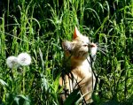 orange tabby kitten.jpg