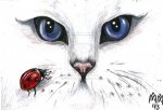 aceo_white_cat_with_purple_eyes_and_ladybug_by_mandygeo-d5u50sw.jpg