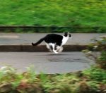 catrunning.jpg