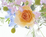 Beautiful Flower Funny Wallpaper (2).gif