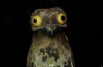 116906d1432214096-photography-common-potoo.jpg