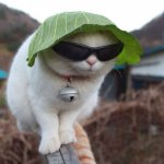 cool cat.jpg