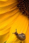 snail on a sunflower.jpg