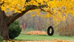 tree tire swing.jpg