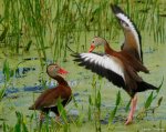 303056_BlackBelliedWhistlingDucks_DelrayBeachFL_CandyChildrey_620x490.jpg