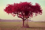 beautiful-photography-tree-Favim.com-459078_large.jpg