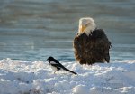 black-billed magpie and bald eagle.jpg