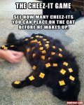 cheezit cat.jpg