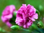 Carnation_flower_photo_90054QkGXsn_fs.jpg