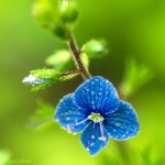 blue_tears_i_by_sweet_nature-d4yb2kw.jpg