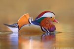 Mandarin Duck.jpg