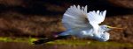 flying-whitebird.jpg