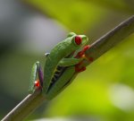 Gaudy Leaf Frog CR 060411 02IMG_2551 11X14 800.jpg