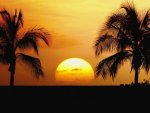 Gorgeous-Nature-Photo-of-Sunset-Framed-by-Palm-Trees-in-Rio.jpg