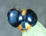 metallic_blue_ladybeetle_hawaii_dasi.jpg