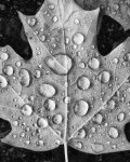 Leaf-with-Droplets-8-x-10.jpg