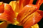 orange flower.jpg