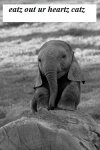 cute-baby-elephant.jpg