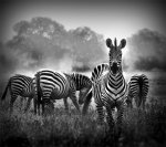 zebra herd.jpg