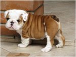 british_bulldog_2.jpg