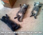 Funny-Cats-be-like-Funny-Pictures-MEME-Jokes.jpg