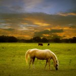 horses in field.jpg