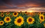 nature-photography-fields-sunflowers-yellow-flowers.jpg