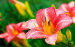 an orange lily (2).jpg