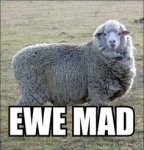 ewe is mad.jpg