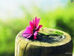 flower on wood post.jpg