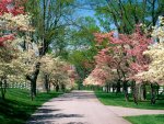 cherry blossom trees.jpg