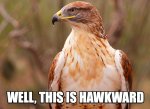 hawkward (2).jpg