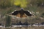 a brown hawk.jpg