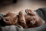 sleeping-kitten-pictures-with-legs-up.jpg