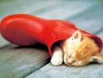 boot,kitten,red,sleep,animals,cats-87612eb9eeb15efffd0a2b44b246789a_h.jpg