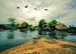 ducks flying over lake.jpg