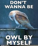 lonely owl.jpg