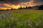 sunsets landscapes nature flowers photography meadows wildflowers 2000x1333 wallpaper_www.wallpa.jpg