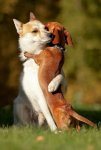 animals-hugging-34.jpg