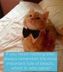 bowtie cat.jpg