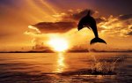 water sunset ocean clouds nature animals dolphins watercolor sealife skies sunset cloud sea 1920.jpg