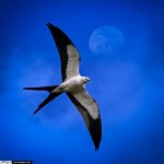 a swallow-tailed kite bird.jpg