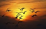 birds at sunset.jpg