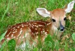 cute fawn.jpg