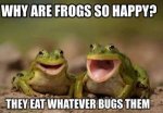 buggy frogs.jpg