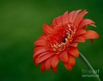 a Gerber daisy.jpg